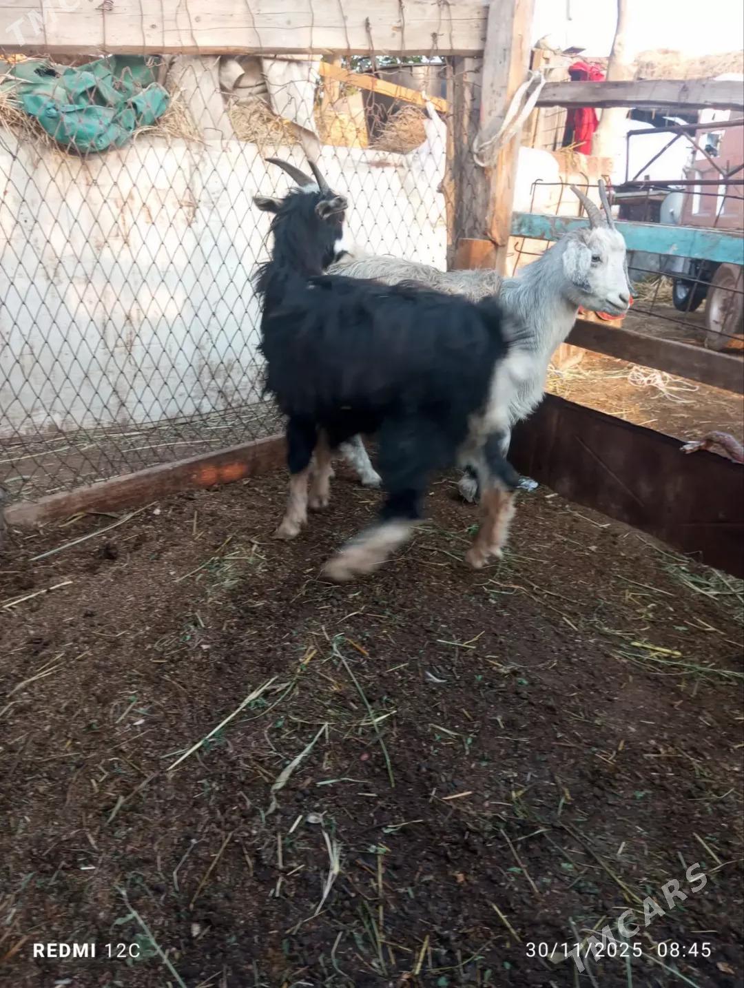 kusur geçiler - Farap - img 5