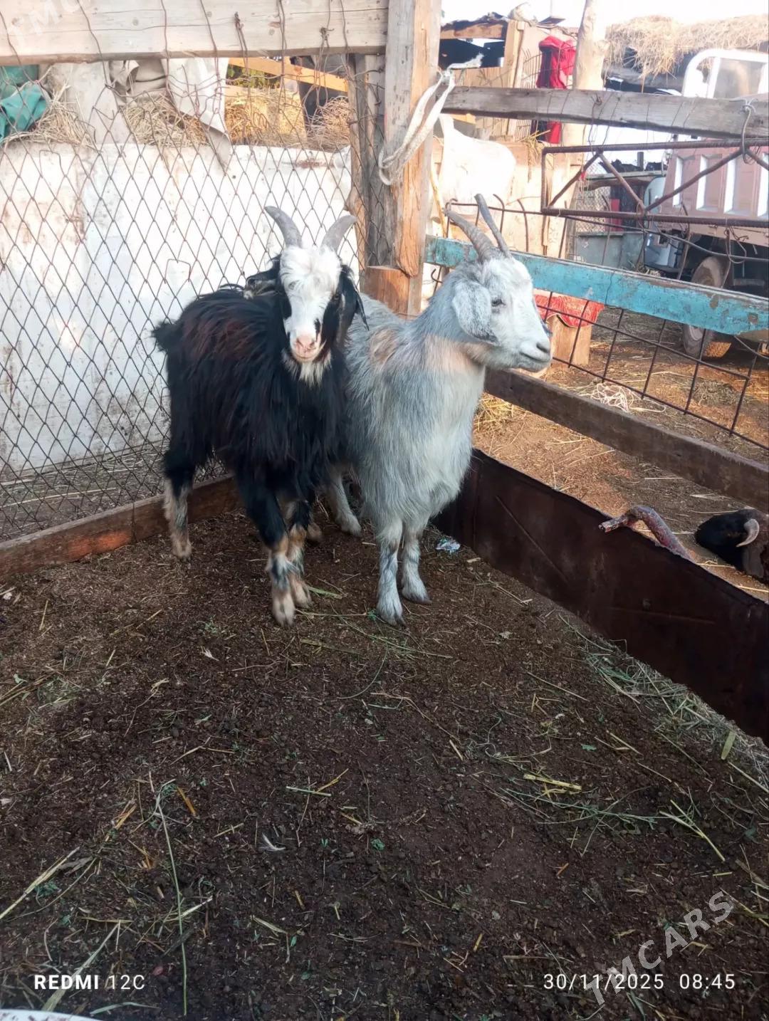 kusur geçiler - Farap - img 8