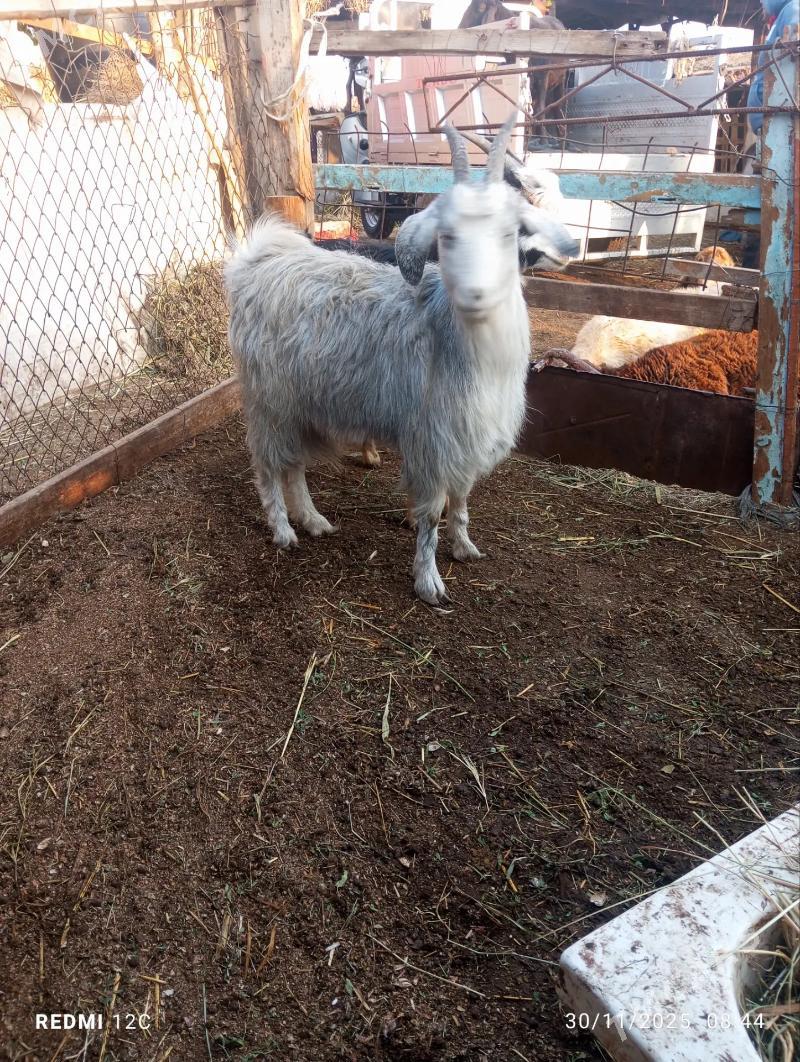 kusur geçiler - Farap - img 2