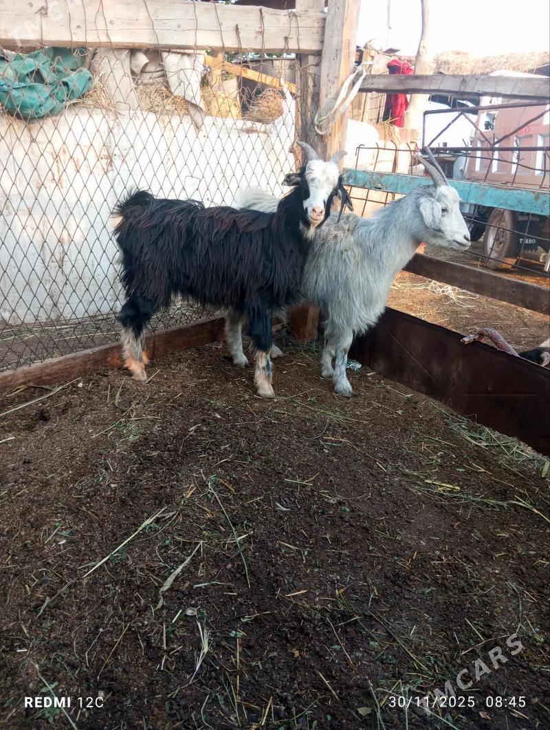 kusur geçiler - Farap - img 3