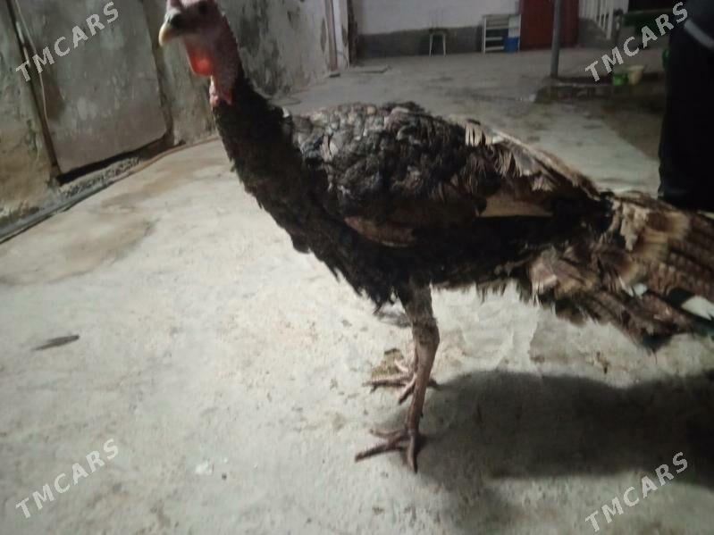 iniduk - Ашхабад - img 2