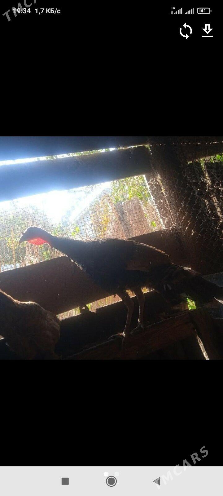 iniduk - Ашхабад - img 3