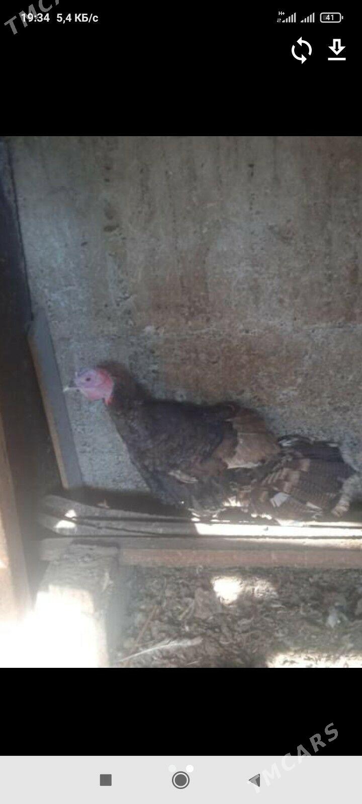 iniduk - Ашхабад - img 4