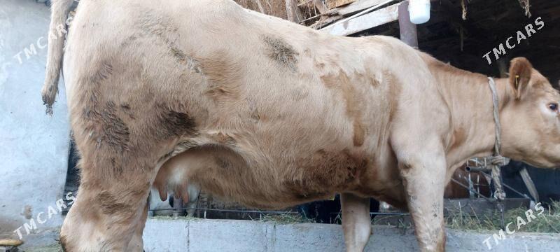 Süÿtli sygyr - Çärjew - img 2