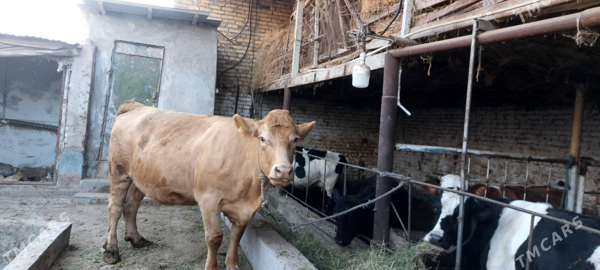 Süÿtli sygyr - Çärjew - img 10