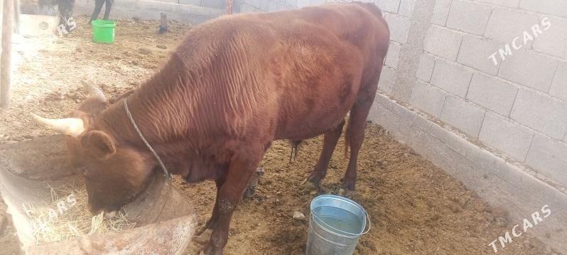 okuz - Ак-Бугдайский этрап - img 2