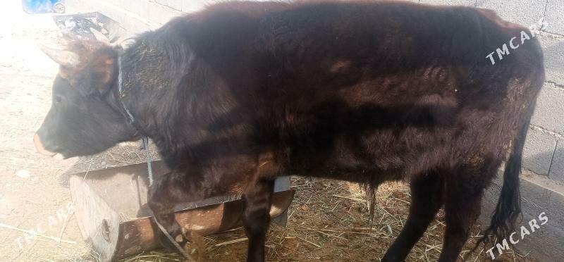 okuz - Ак-Бугдайский этрап - img 4