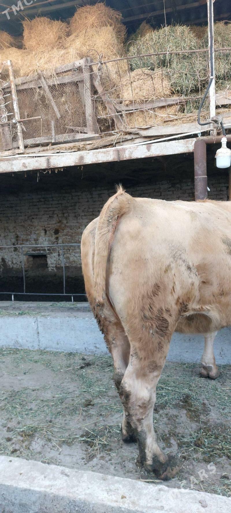 Süÿtli sygyr - Çärjew - img 6