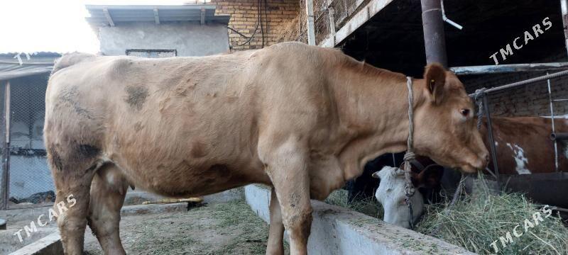 Süÿtli sygyr - Çärjew - img 4