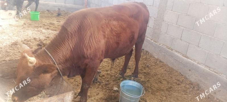 okuz - Ак-Бугдайский этрап - img 3