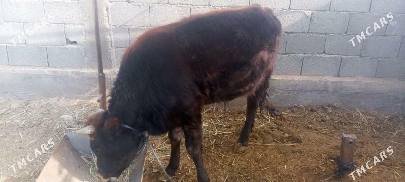 okuz - Ак-Бугдайский этрап - img 1