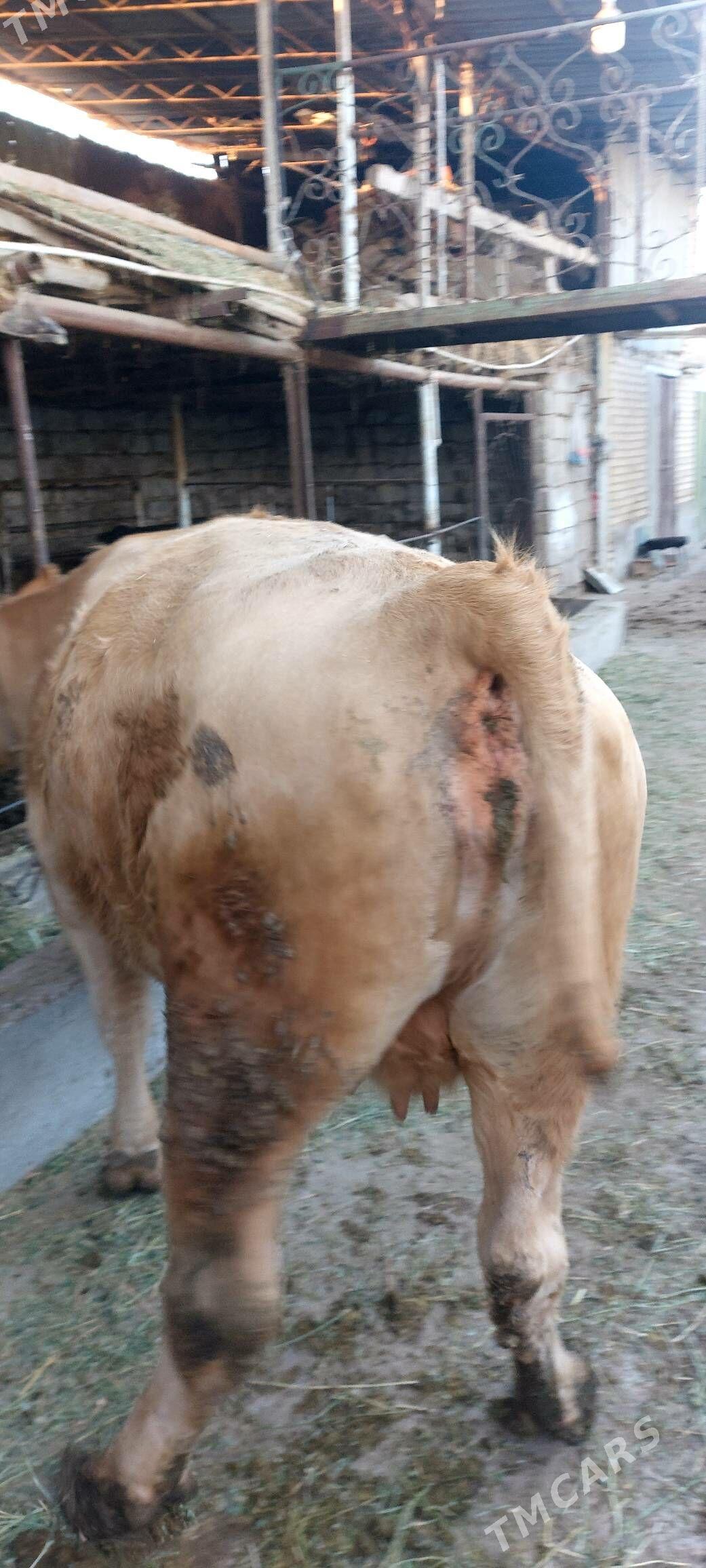 Süÿtli sygyr - Çärjew - img 9