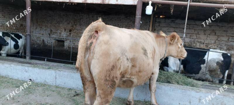 Süÿtli sygyr - Çärjew - img 5