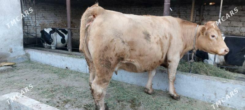 Süÿtli sygyr - Çärjew - img 3