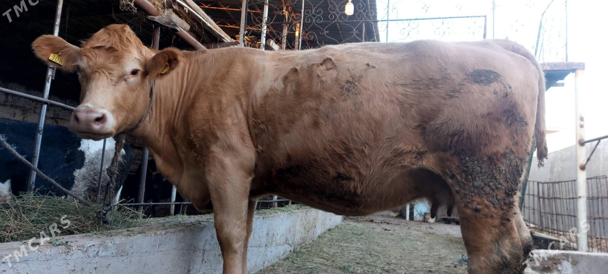 Süÿtli sygyr - Çärjew - img 8