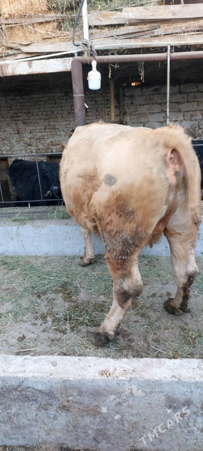 Süÿtli sygyr - Çärjew - img 7