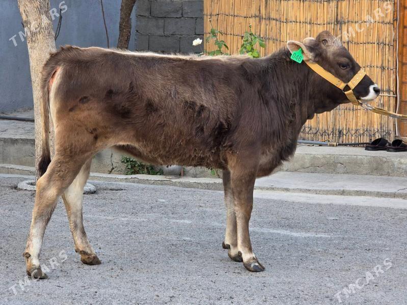 Şiwet Tuweler - Köşi - img 1