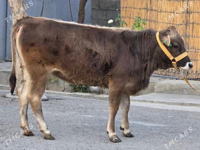 Şiwet Tuweler - Köşi - img 2