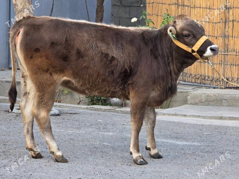 Şiwet Tuweler - Köşi - img 3