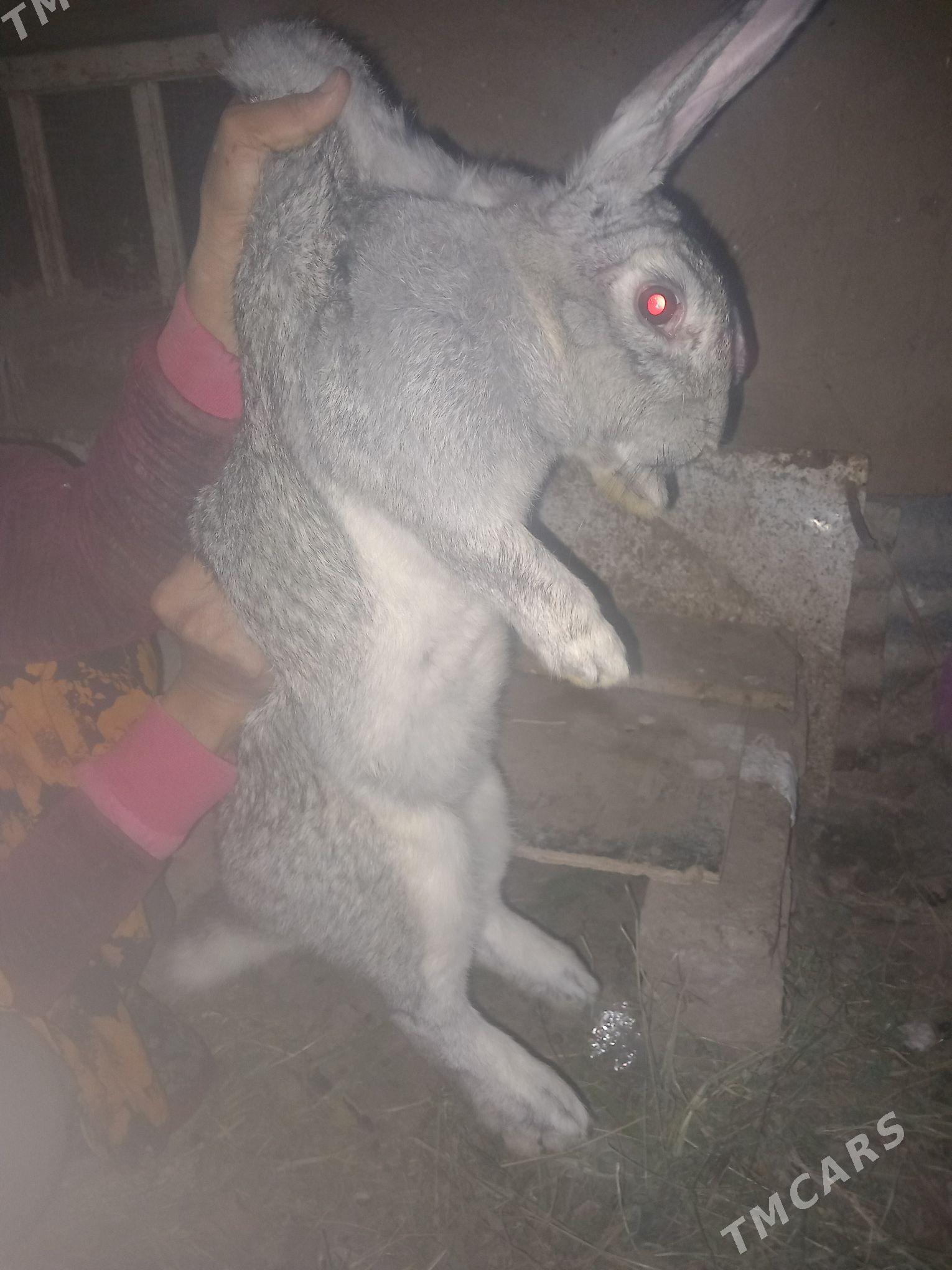 welikan towsan - Farap - img 3