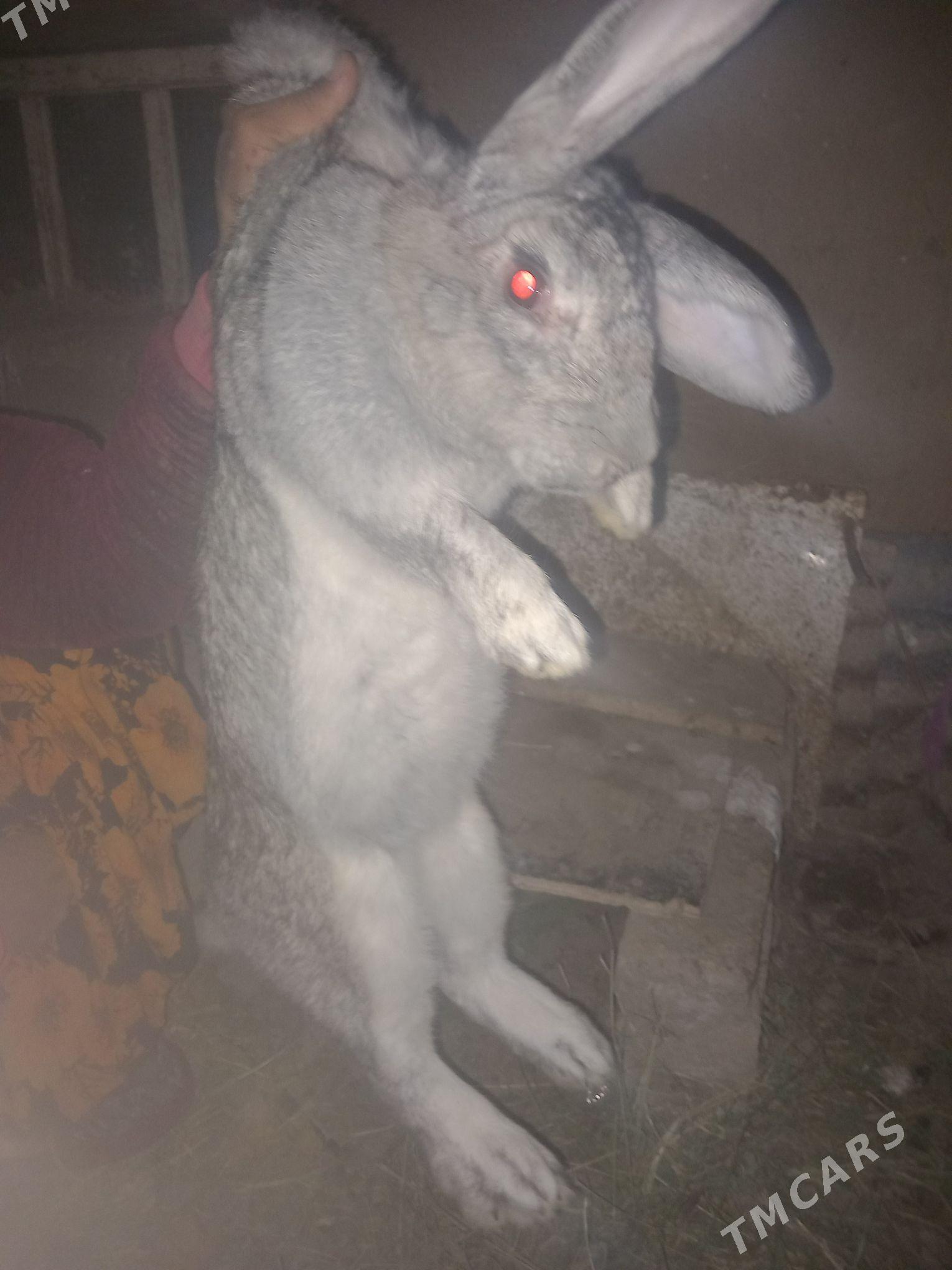 welikan towsan - Farap - img 4