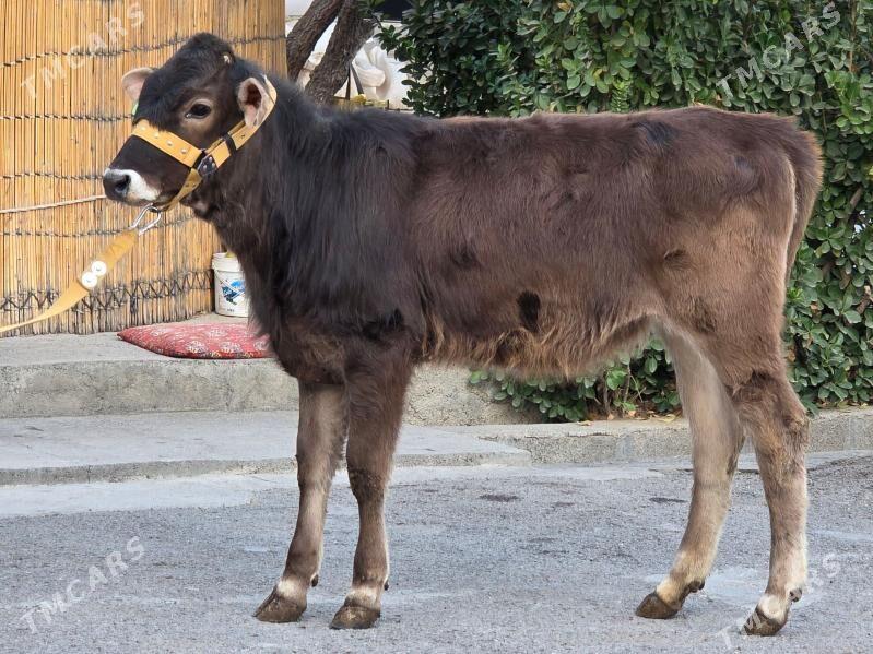 Şiwet Tuweler - Köşi - img 5