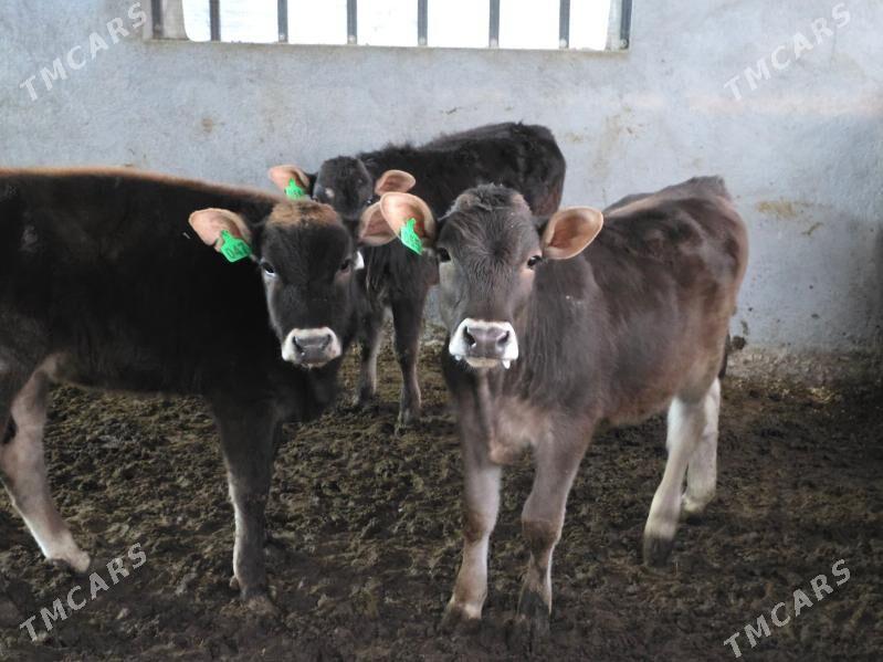 Şiwet Tuweler - Köşi - img 6