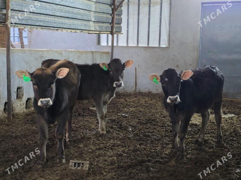 Şiwet Tuweler - Köşi - img 7