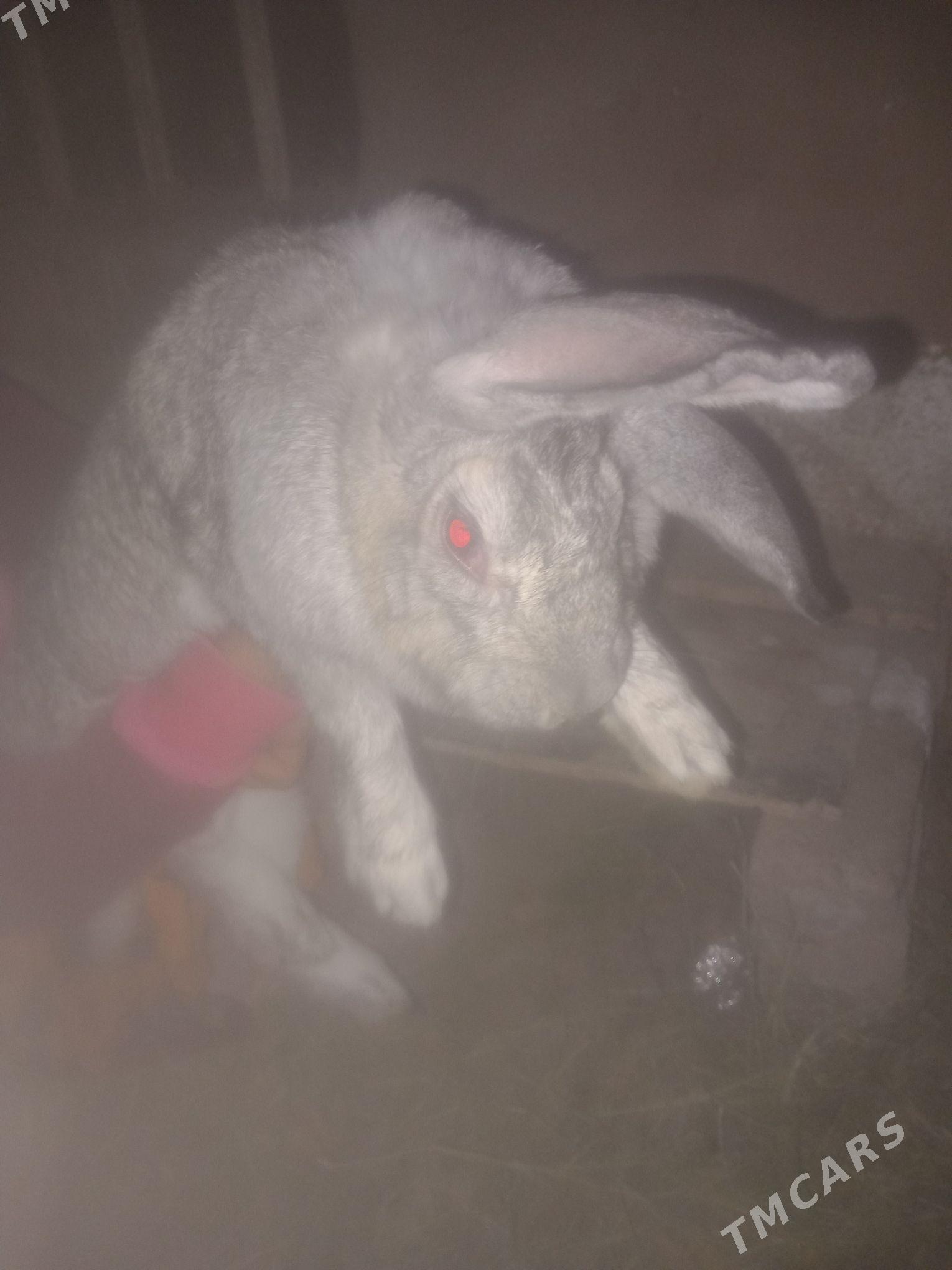 welikan towsan - Farap - img 2