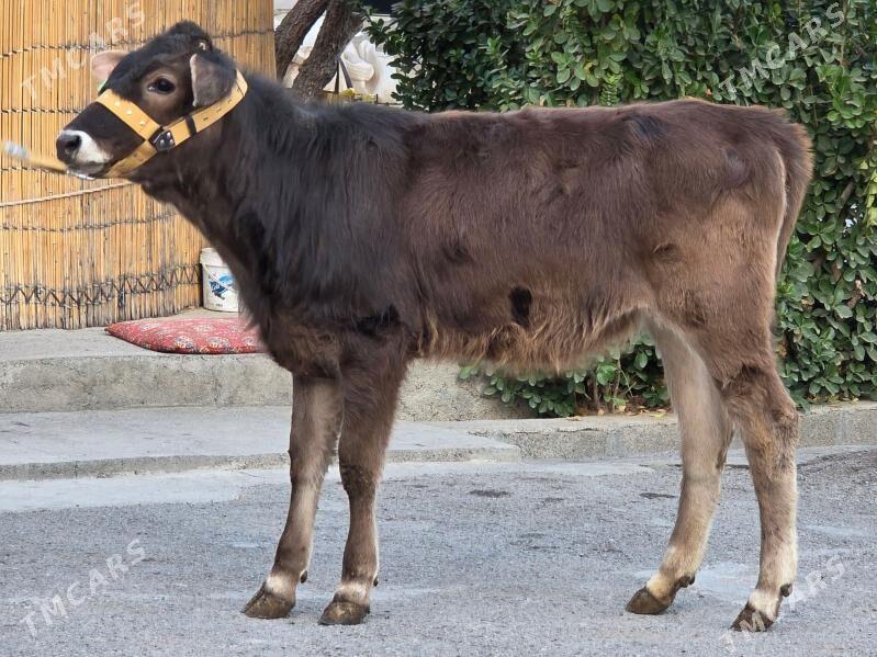 Şiwet Tuweler - Köşi - img 4