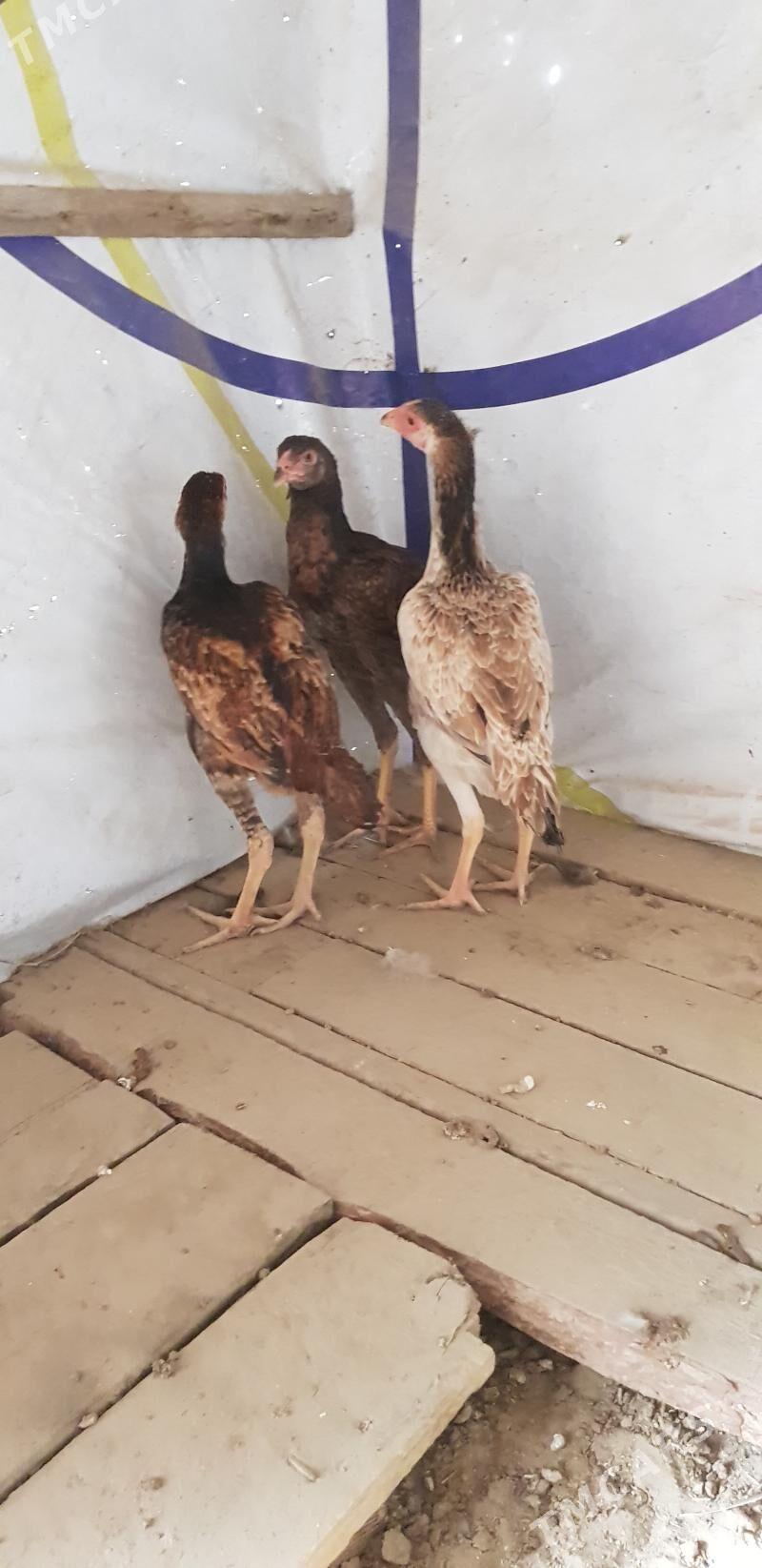 towuk - Gökje - img 1