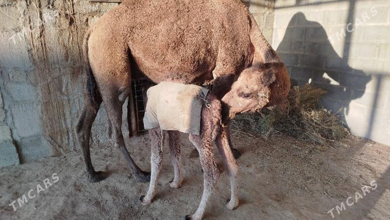 köşekli duye - Gumdag - img 4