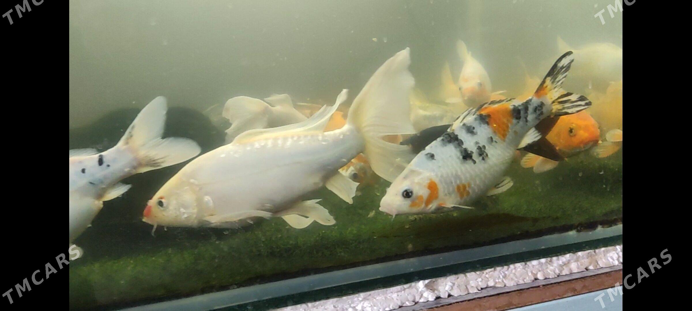 KOİ BALIĞI - Дашогуз - img 3