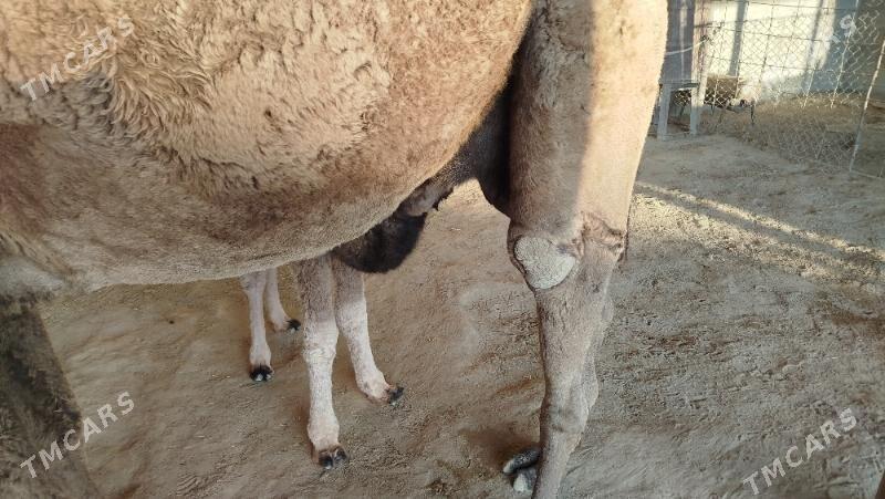 köşekli duye - Gumdag - img 2