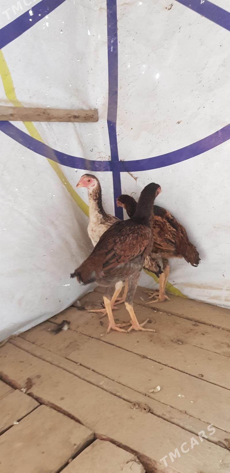 towuk - Gökje - img 2