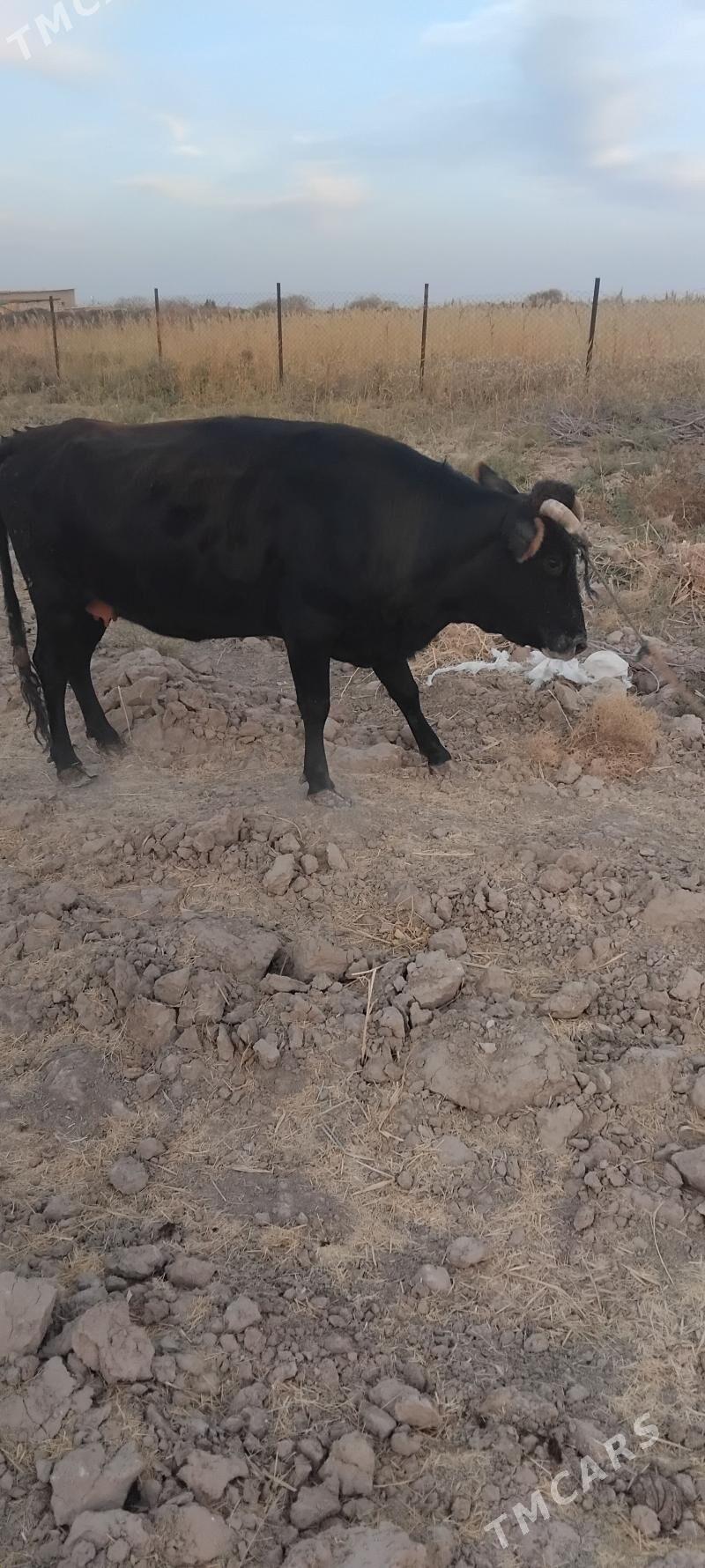 gysyr sygyr - Ýolöten - img 1