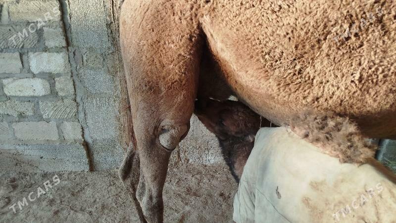 köşekli duye - Gumdag - img 3