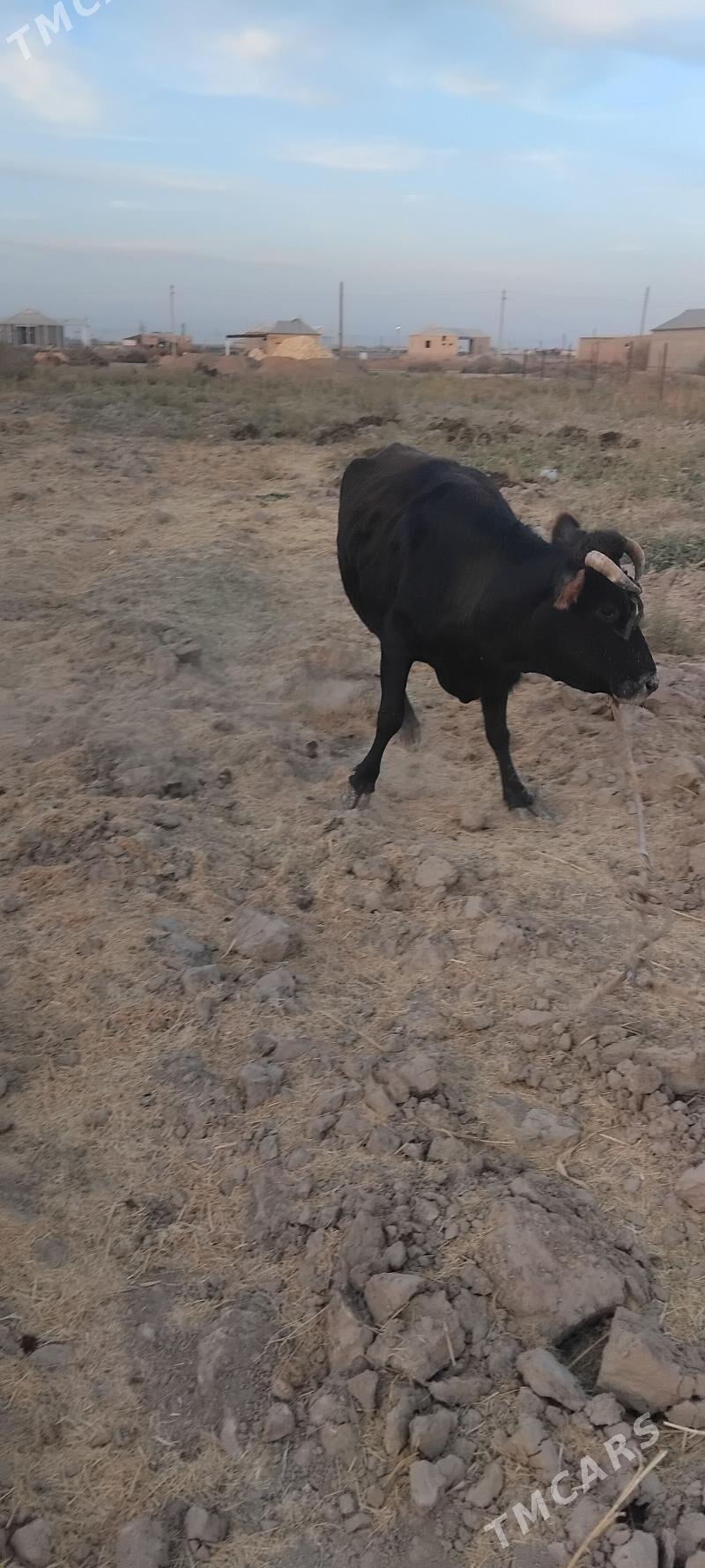 gysyr sygyr - Ýolöten - img 3