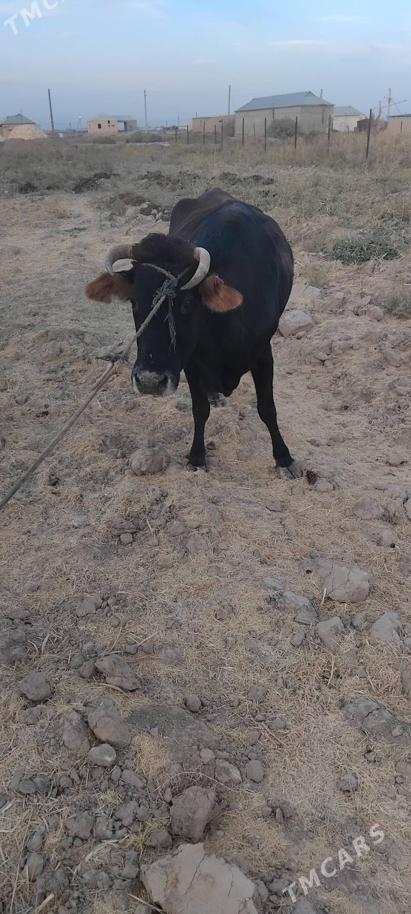 gysyr sygyr - Ýolöten - img 2