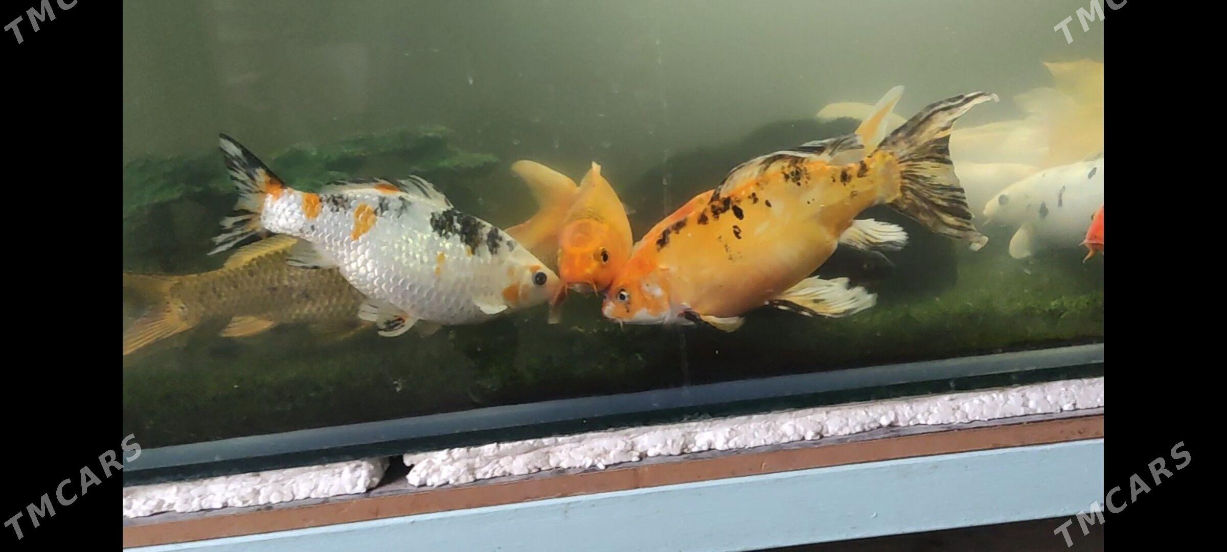 KOİ BALIĞI - Дашогуз - img 2