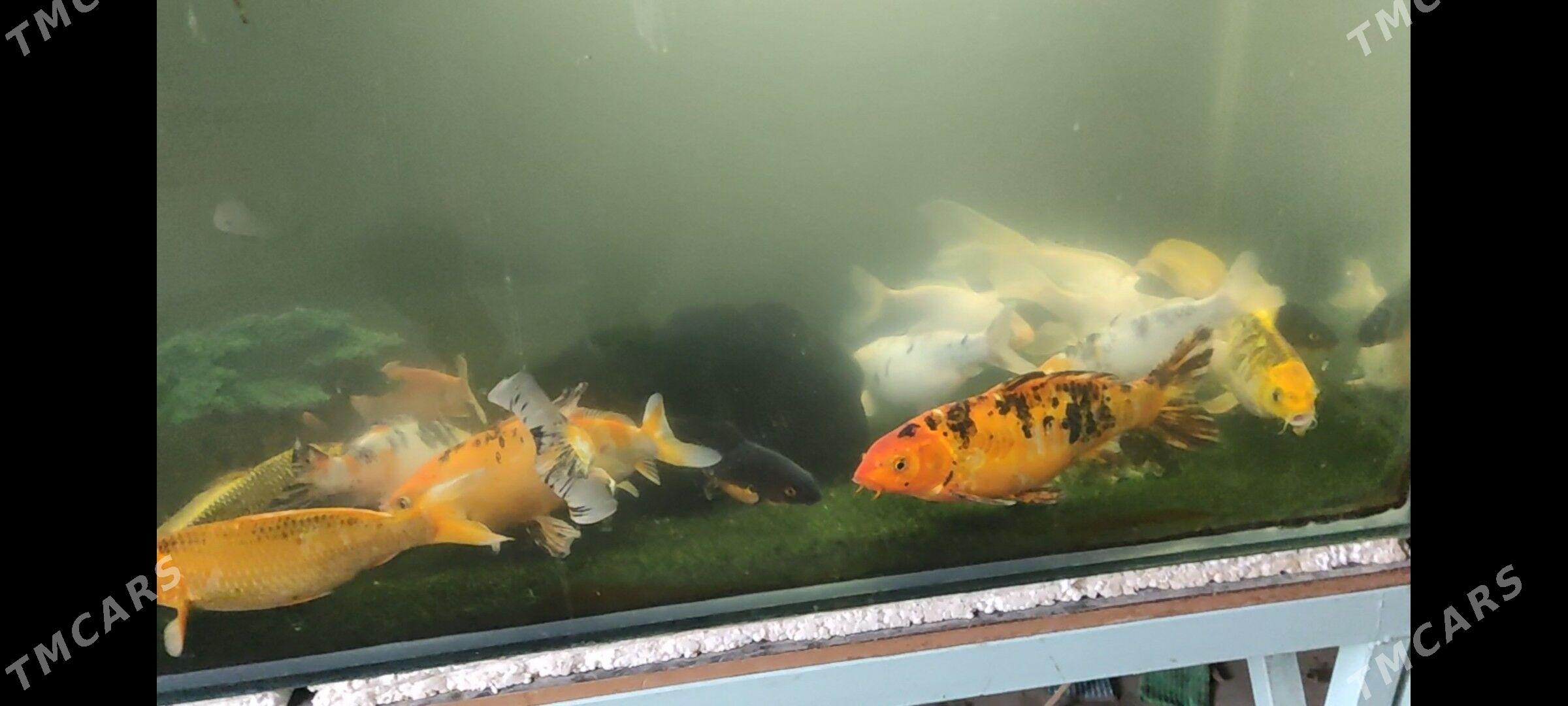 KOİ BALIĞI - Дашогуз - img 4