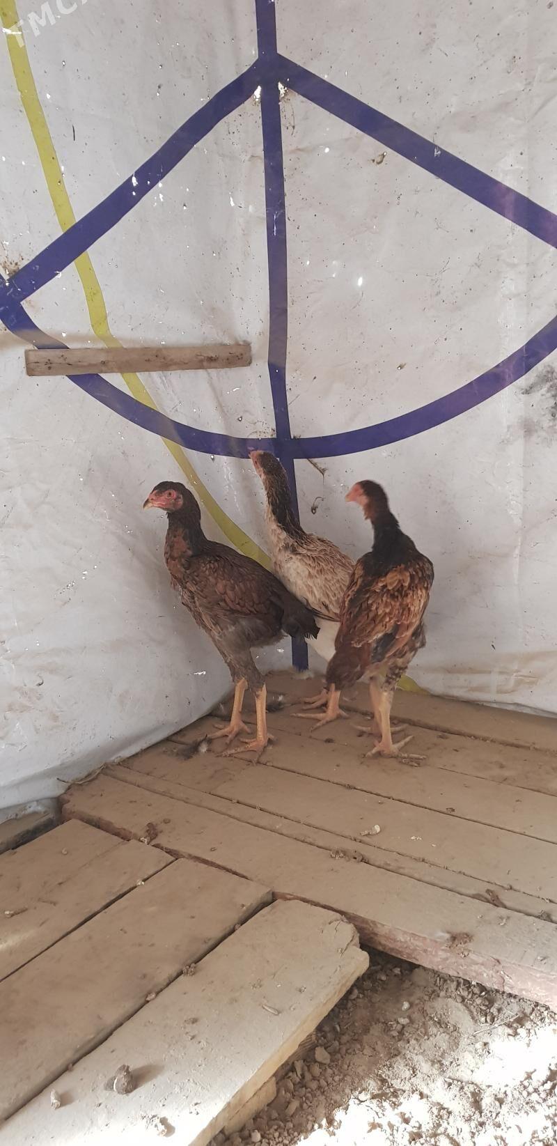 towuk - Gökje - img 3