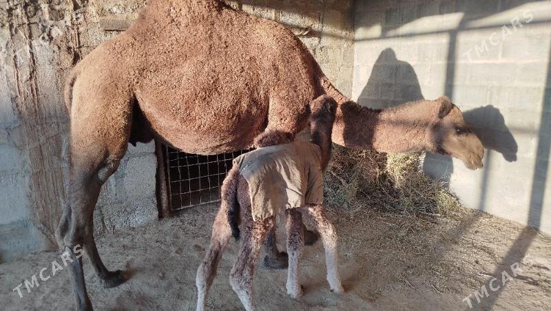 köşekli duye - Gumdag - img 5