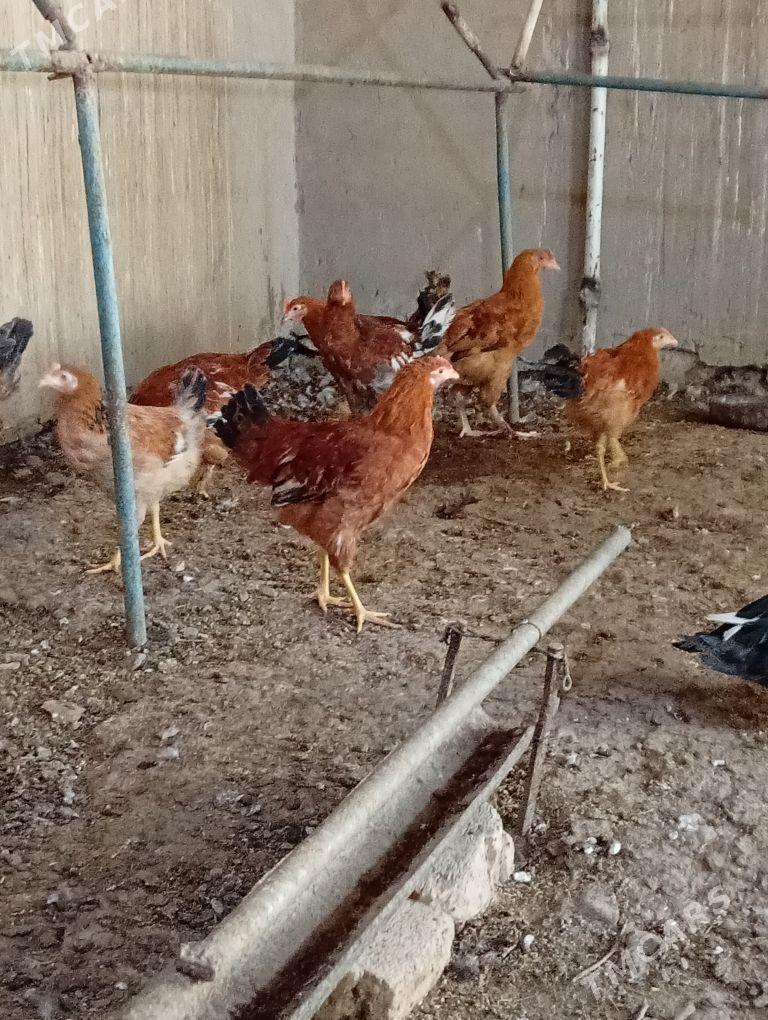 Horazlar - Gyzylarbat - img 2