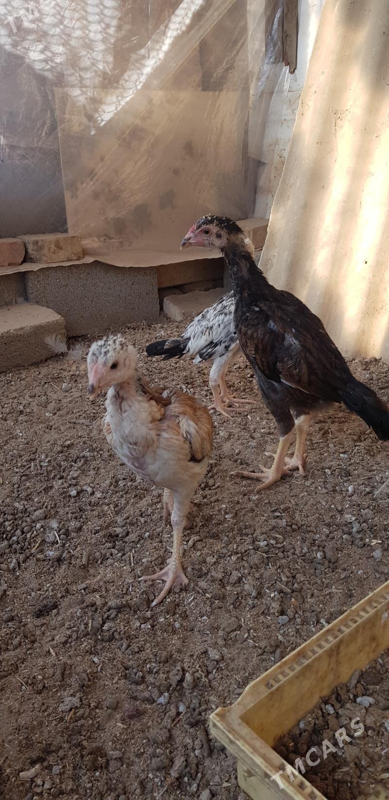 Taşkent Kiçi - Gökje - img 1