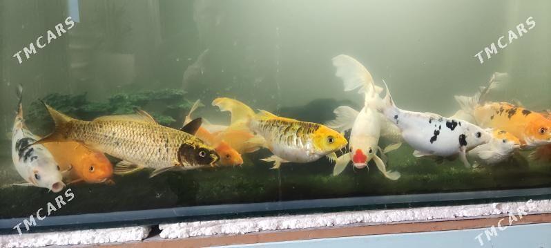 KOİ BALIĞI - Дашогуз - img 5