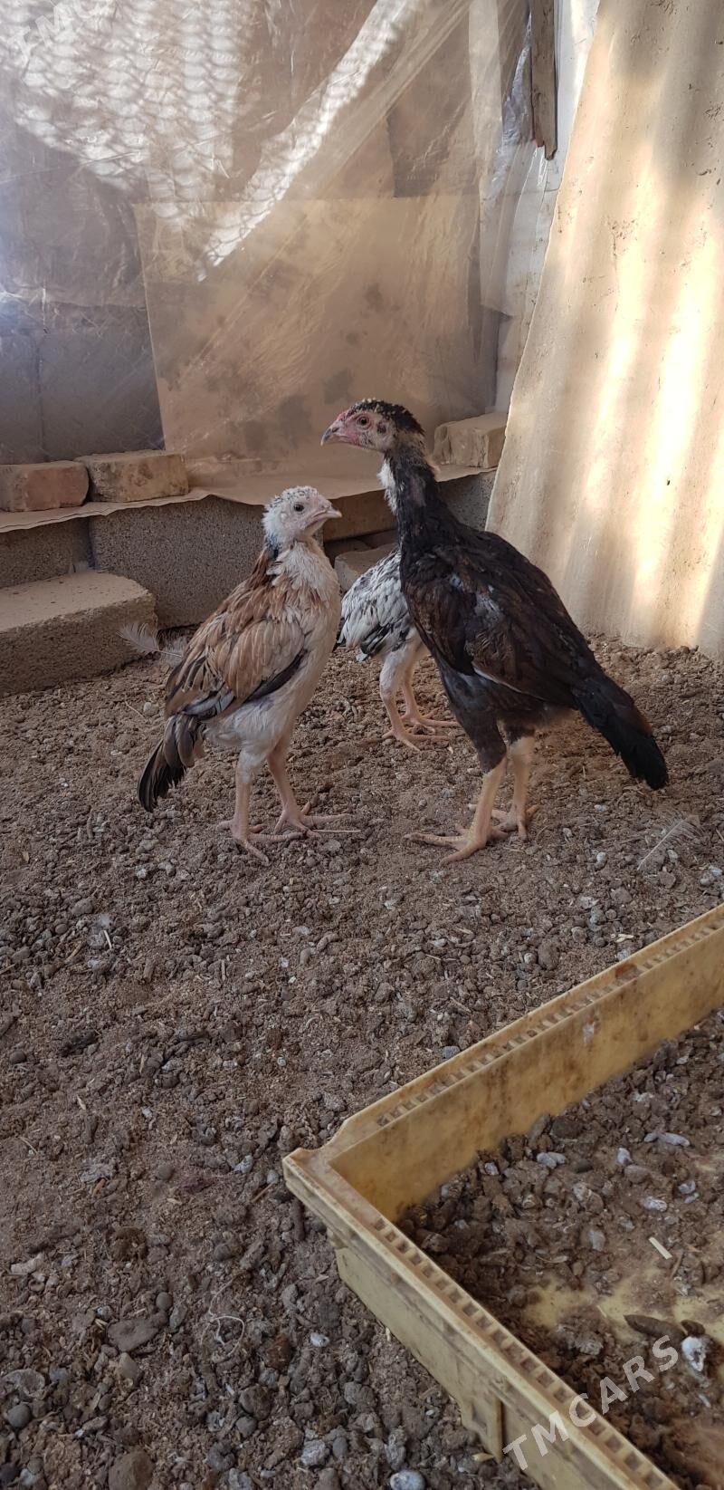 Taşkent Kiçi - Gökje - img 2