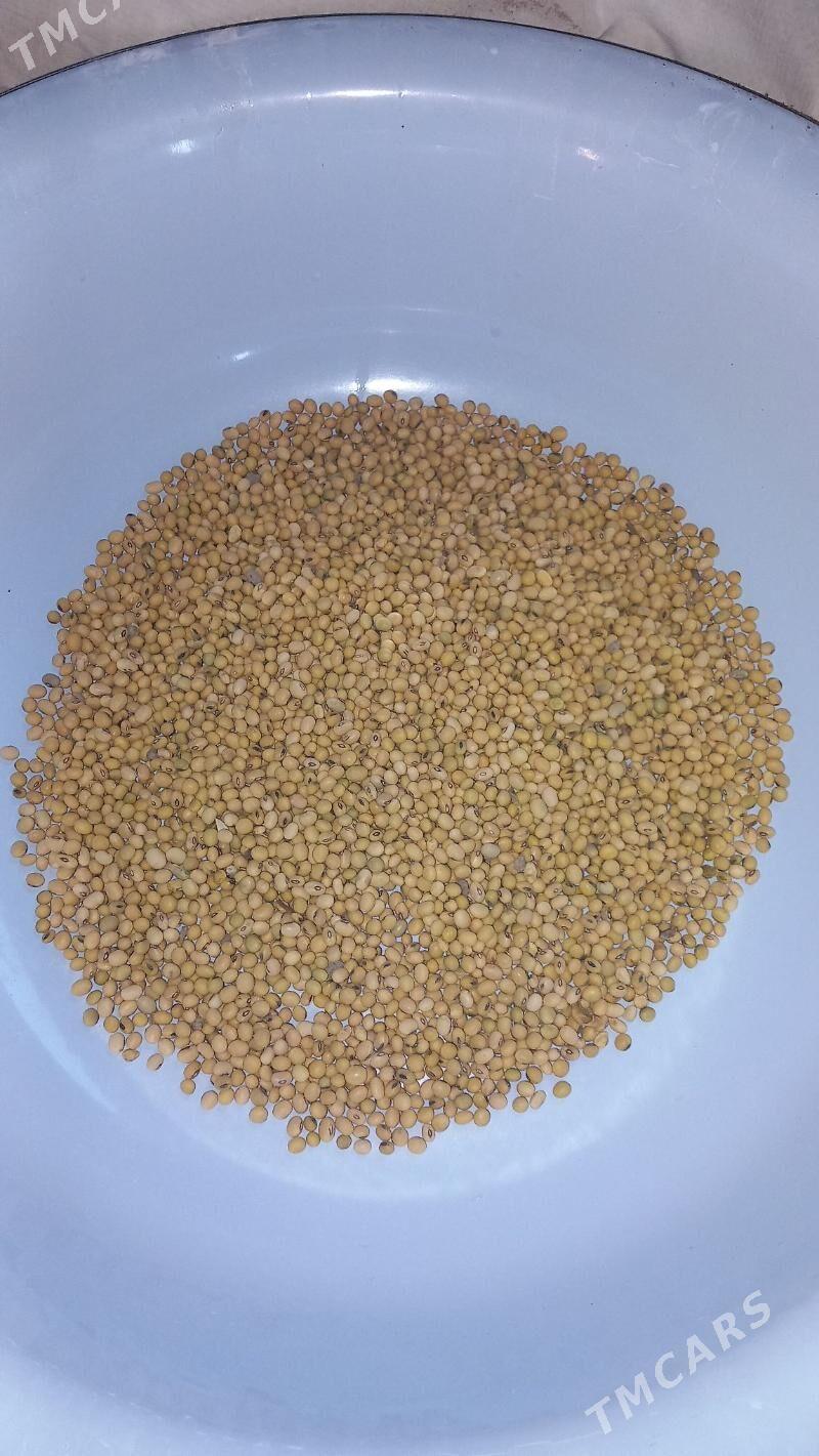 soýa tohum - Köneürgenç - img 1