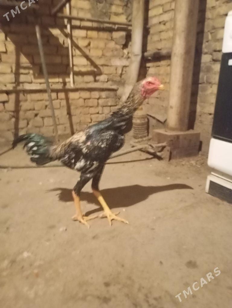 horaz - Çärjew - img 3