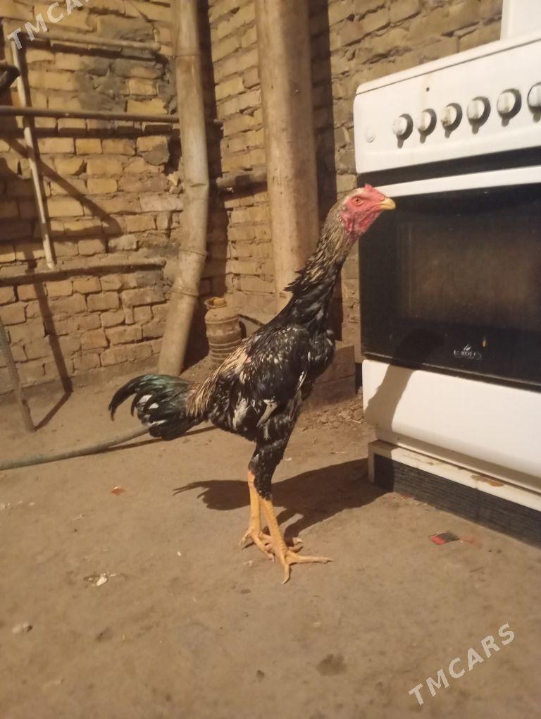 horaz - Çärjew - img 1